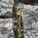 Virginsk Karse (Lepidium virginicum)