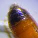 Rynket blodbi (Sphecodes reticulatus)