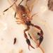 Hjælmeskorpion (Dactylochelifer latreillei)