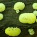 Vedpolyp (Ceratiomyxa fruticulosa var. porioides (Alb. & Schwein.) Lister)