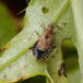 Myrenymfetæge (Himacerus mirmicoides)