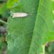 Have-Græsmøl (Chrysoteuchia culmella)