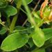 Kantet Perikon (Hypericum maculatum)