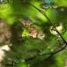 Skovugle (Diarsia mendica)