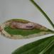 Galiomyza morio (Galiomyza morio)