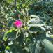 Kortstilket Filt-Rose (Rosa sherardii)
