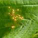 Ahornvortegalmide (Aceria cephalonea)