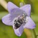 Lille Saksebi (Chelostoma campanularum)