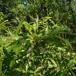 Pommersk Dug-Pil (Salix daphnoides ssp. daphnoides)