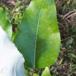 Vestamerikansk Poppel (Populus trichocarpa)