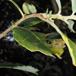 Blågrøn Pilebladbille (Phratora vulgatissima)