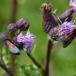 Engkøllesværmer (Zygaena trifolii)