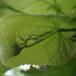 Lindekrusegalmyg (Dasineura thomasiana)