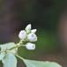 Amerikansk Blåbær (Vaccinium corymbosum)