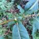 Rævehale-Pil (Salix fragilis x triandra)
