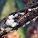 Vinter-Frynseskive (Lachnum impudicum)
