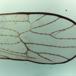 Græsplænecikade (Javesella pellucida)