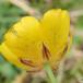 Bidende Ranunkel (Ranunculus acris)