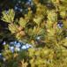 Klit-Fyr (Pinus contorta)