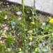 Orientalsk Knopskulpe (Rapistrum rugosum ssp. orientale)