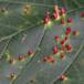 Aceria macrorhyncha (Aceria macrorhyncha)
