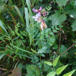 Gærde-Vikke (Vicia sepium)
