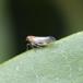 Græsplænecikade (Javesella pellucida)