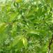 Glansbladet Hæg (Prunus serotina)