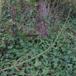 Irsk Vedbend (Hedera hibernica)