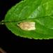 Lædergul Frugtbladvikler (Pandemis cerasana)