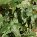 Hybrid-Guldregn (Laburnum x watereri)