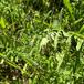 Aceria centaureae (Aceria centaureae)