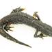 Stor Vandsalamander (Triturus cristatus)