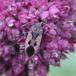 Kraftig Frøtæge (Graptopeltus lynceus)
