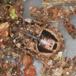 Lille Kranstæge (Sciocoris cursitans)