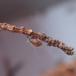Enebærbladlus (Cinara juniperi)