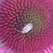 Korthornet Blomstertæge   (Agnocoris rubicundus)