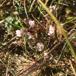 Lyng-Silke (Cuscuta epithymum ssp. epithymum)