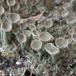 Cladonia chlorophaea s.lat. (Cladonia chlorophaea s.lat.)