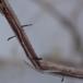 Snerre-Stængeltunge (Acrospermum pallidulum)