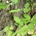 Glat Dueurt (Epilobium montanum)