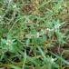 Almindelig Vej-Pileurt (Polygonum aviculare ssp. aviculare)