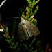 Mørk Hedemåler (Pachycnemia hippocastanaria)