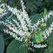 Japan-Pileurt (Fallopia japonica)