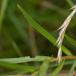 Nyse-Røllike (Achillea ptarmica)