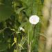 Almindelig Gærde-Snerle (Calystegia sepium ssp. sepium)