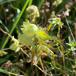 Fyrrenål-Blærerust (Coleosporium tussilaginis)
