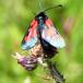 Engkøllesværmer (Zygaena trifolii)