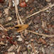 Lille Sneglespinder (Heterogenea asella)