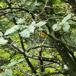 Selje-Røn (Sorbus intermedia)